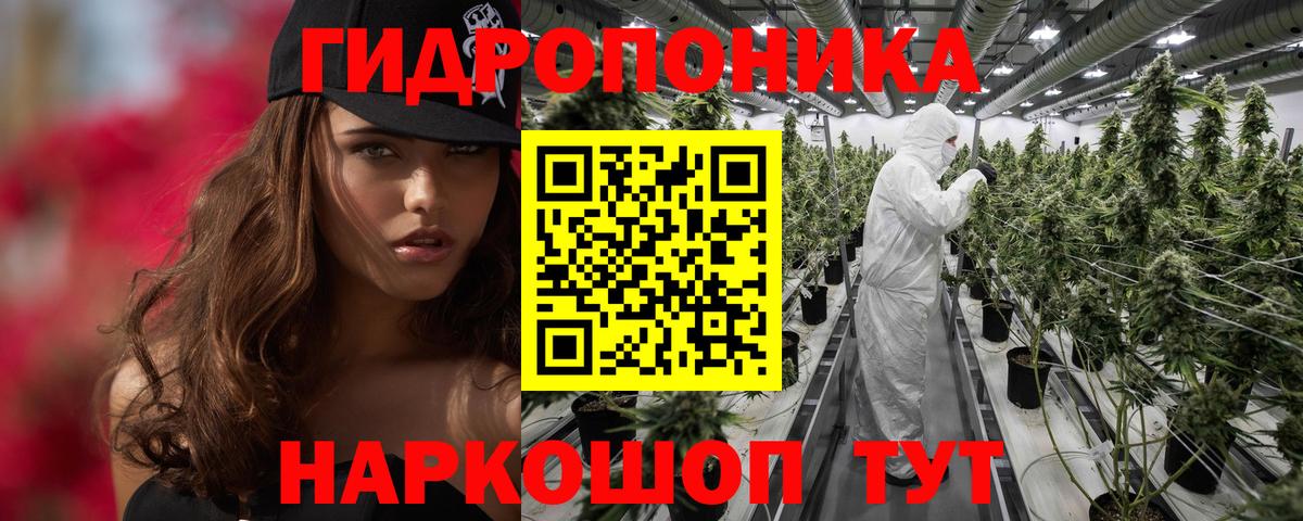 Каннабис планчик Корсаков